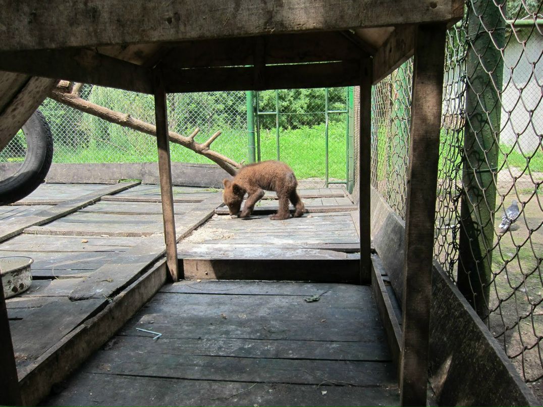 Witty Sham | Киев