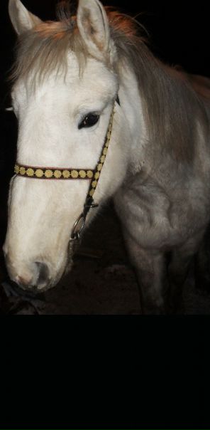 №64, Елена Кити, Вологда №64, Елена Кити, Вологда