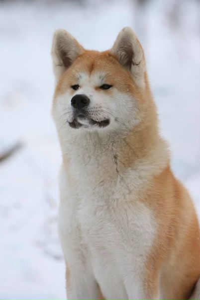 №19, Ташматов Алим, Санкт-Петербург №19, Ташматов Алим, Санкт-Петербург