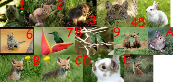 №6, Barča Kuliška, Jeníkov №6, Barča Kuliška, Jeníkov