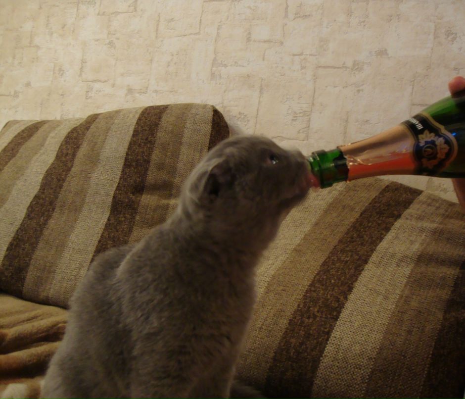 Наташа Коженевская | Минск