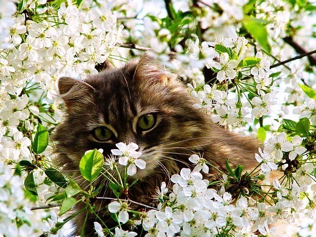 Лариса Кириллова | Симферополь