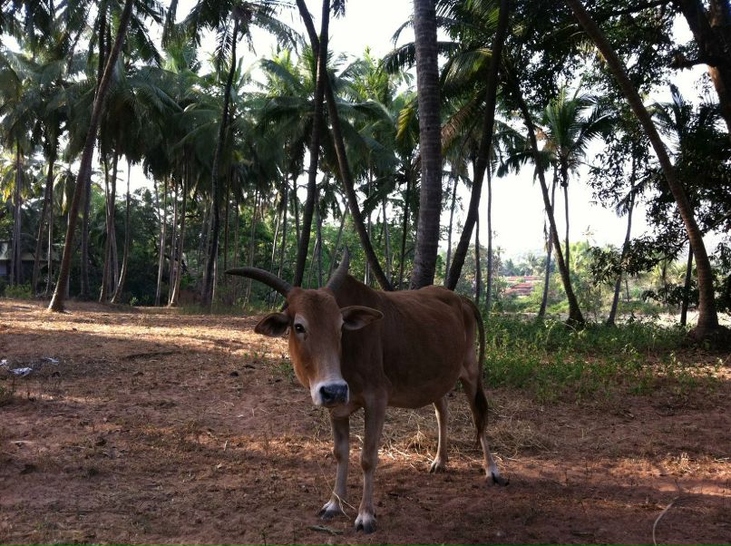 Анна Девицкая | Москва