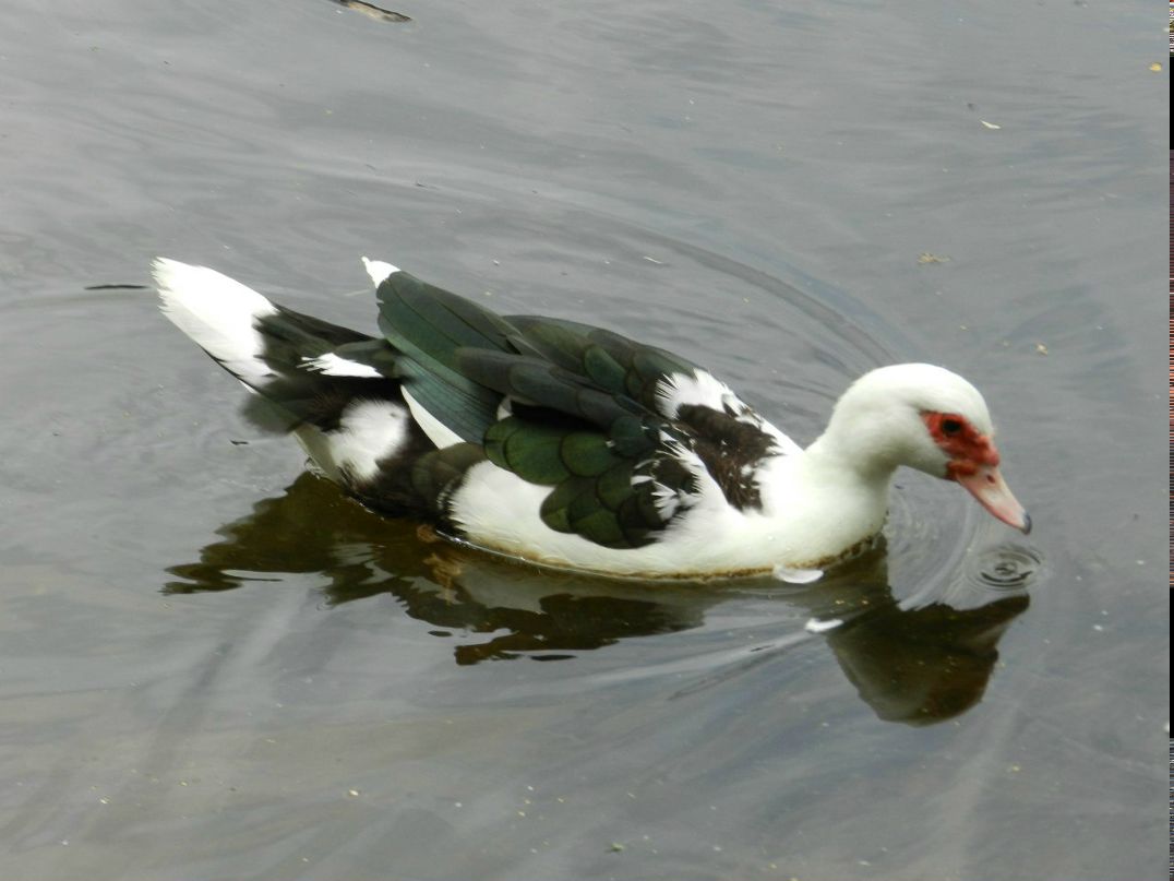 Дмитрий Киселёв | Новосибирск