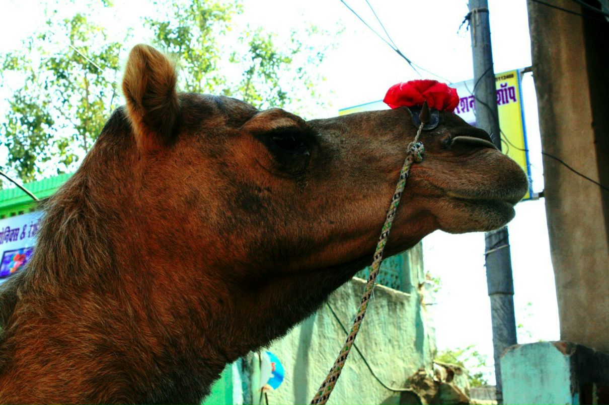 Нариман Михайлов | Phuket