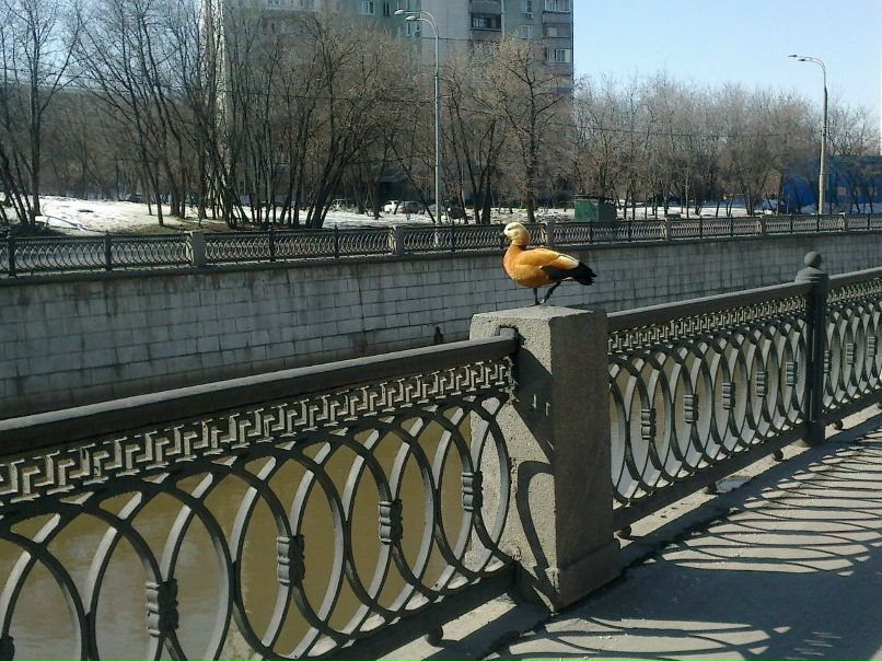 Angel Bolmosov | Москва