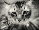 Фотография Zyryanov Roman