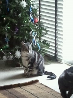 Лена Харебова | Санкт-Петербург