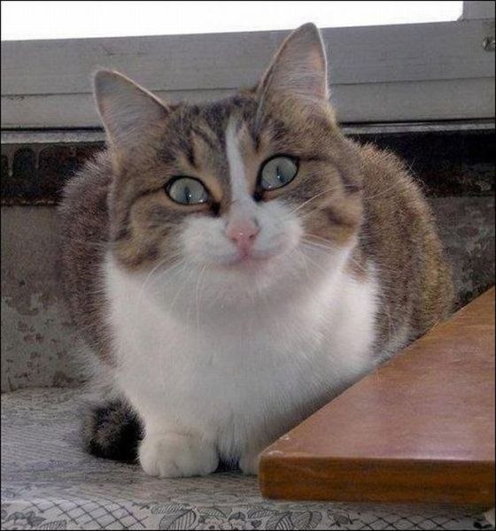 Инга Гурова | 