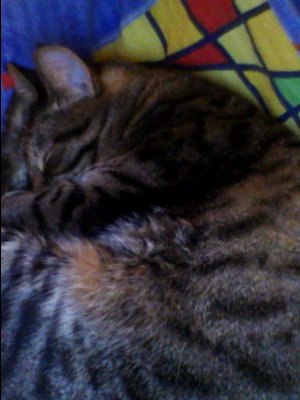 Антон Шендрик Валерьевич | 