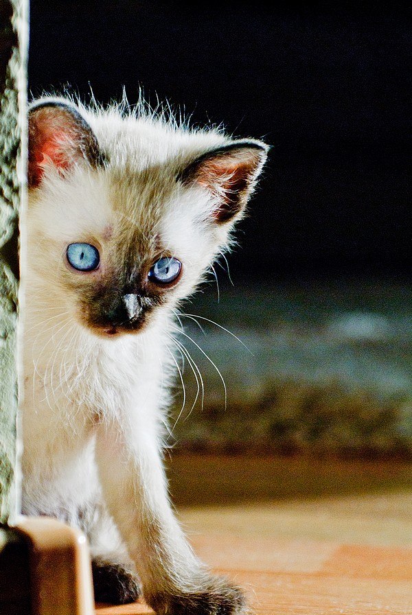 Константин Гладуняк | Краснодар