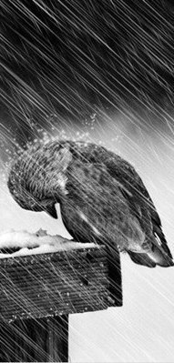 Анабанана Боягузкина | Львов