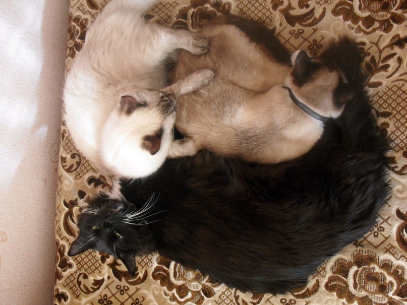 Верочка Авксентьева | Лобня