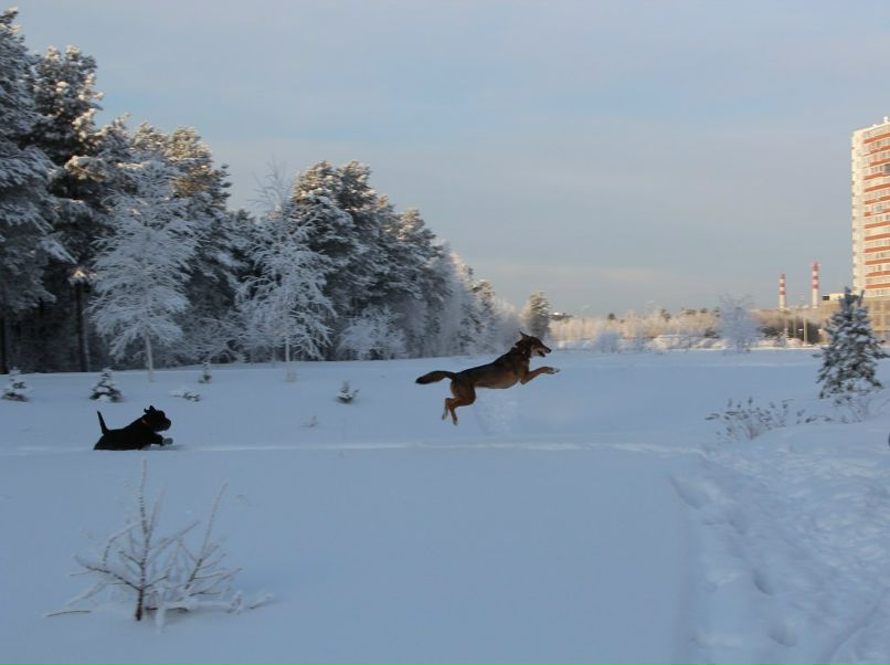 Елизавета Чаушева | Сургут