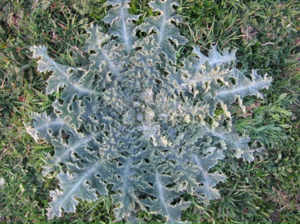 №40, Тамара Дем'яненко, Киев №40, Тамара Дем'яненко, Киев