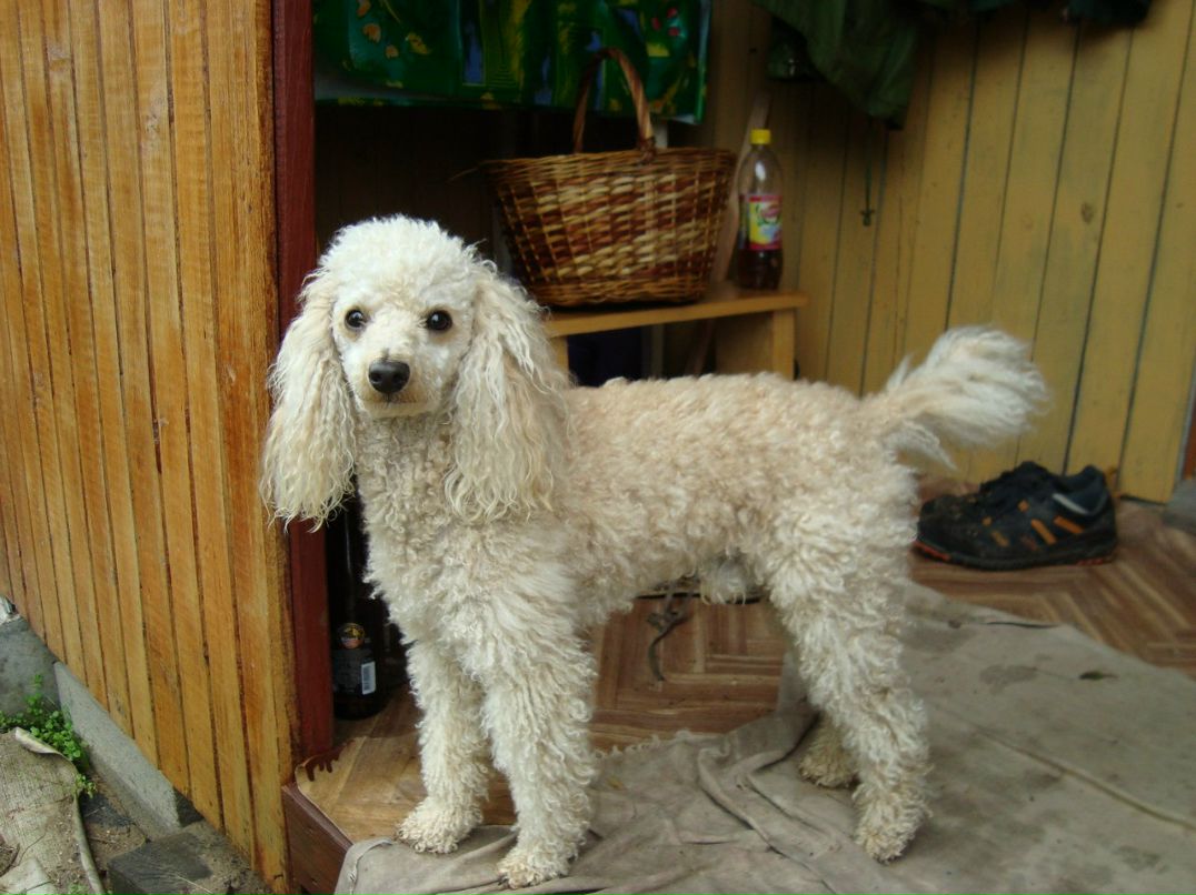 Димасик Педулло | Москва