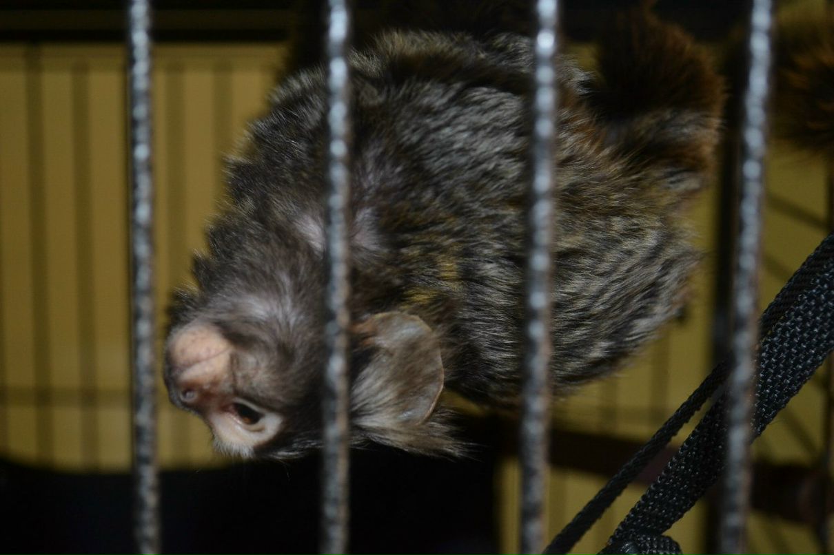 Елена Борыгина | Псков