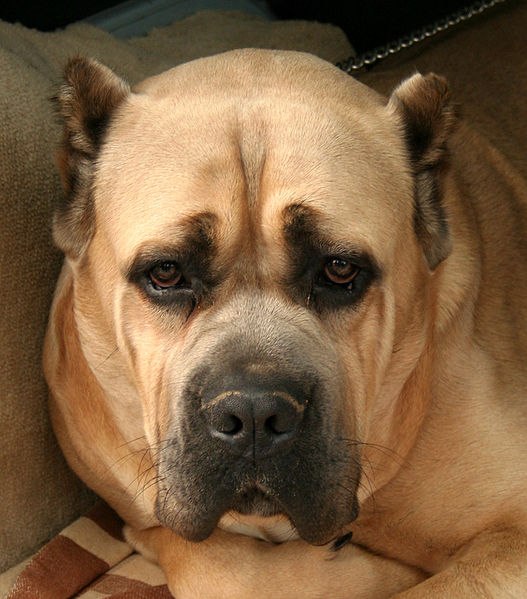 Лилия Сафонова | Кривой Рог