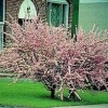 Аватар: Yulianna Pyreva
