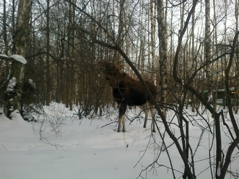 Николай Некрасов | Москва