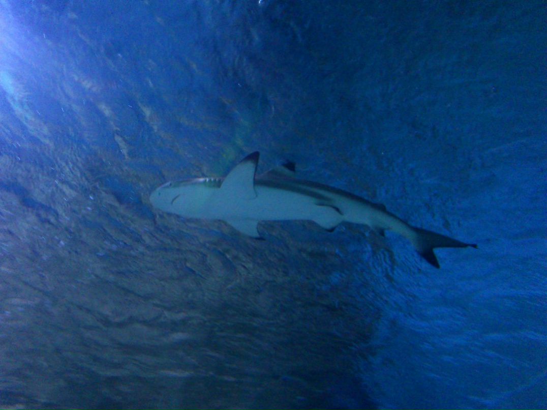 Ольга Смирнова | Ступино