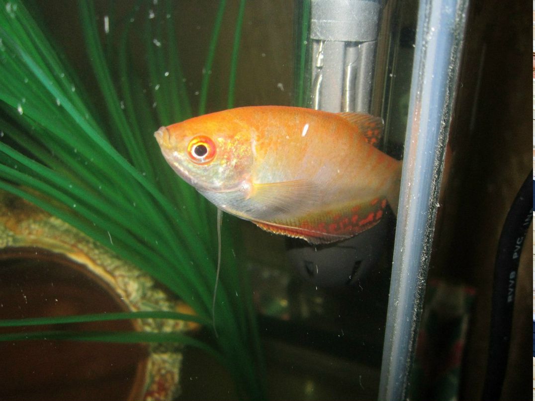 Василий Чаполда Владимирович | Первомайск