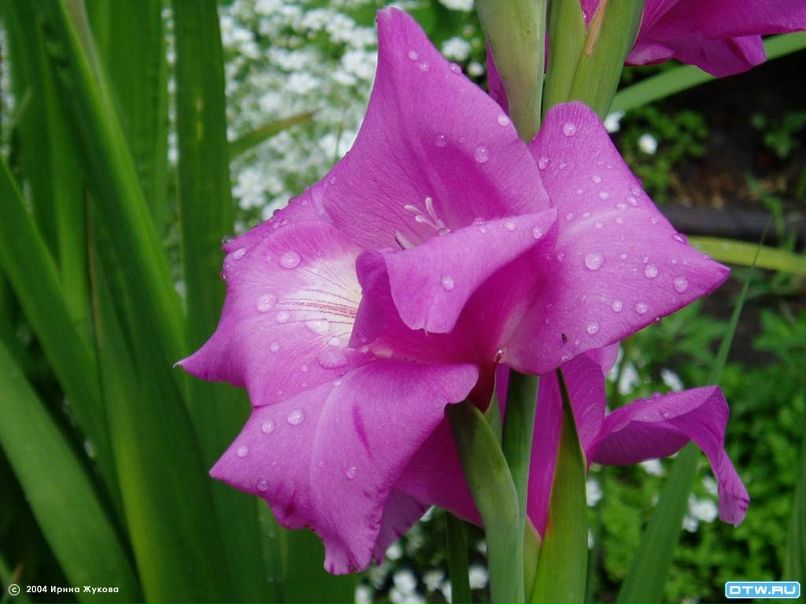 Оля Лукович | Одесса