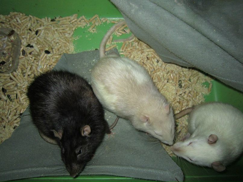 Один Мыха | Санкт-Петербург