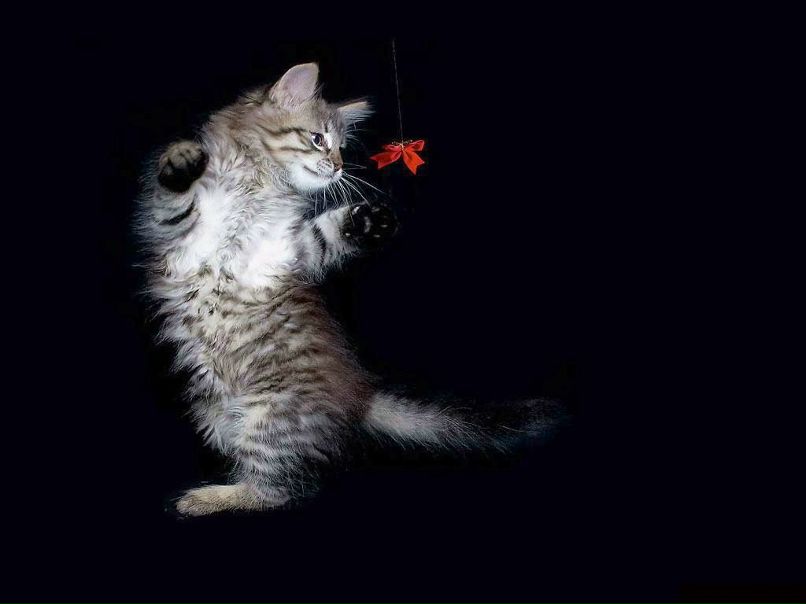 Анастасия Мельникова °•.★.•° | Мценск