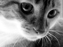 Фотография Ирина Ангелова