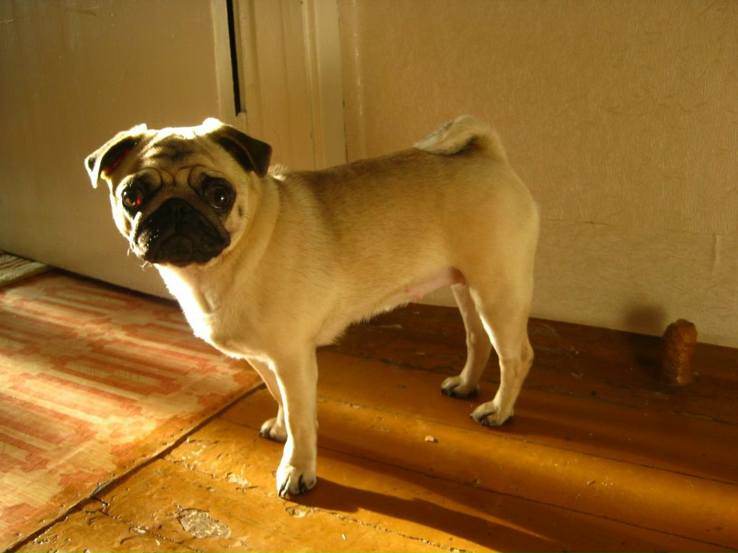 Алексей Калинин | Санкт-Петербург