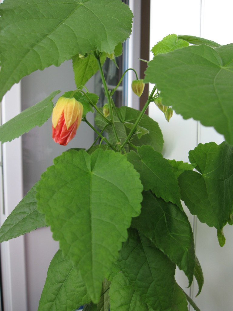 Светлана Серб | Санкт-Петербург