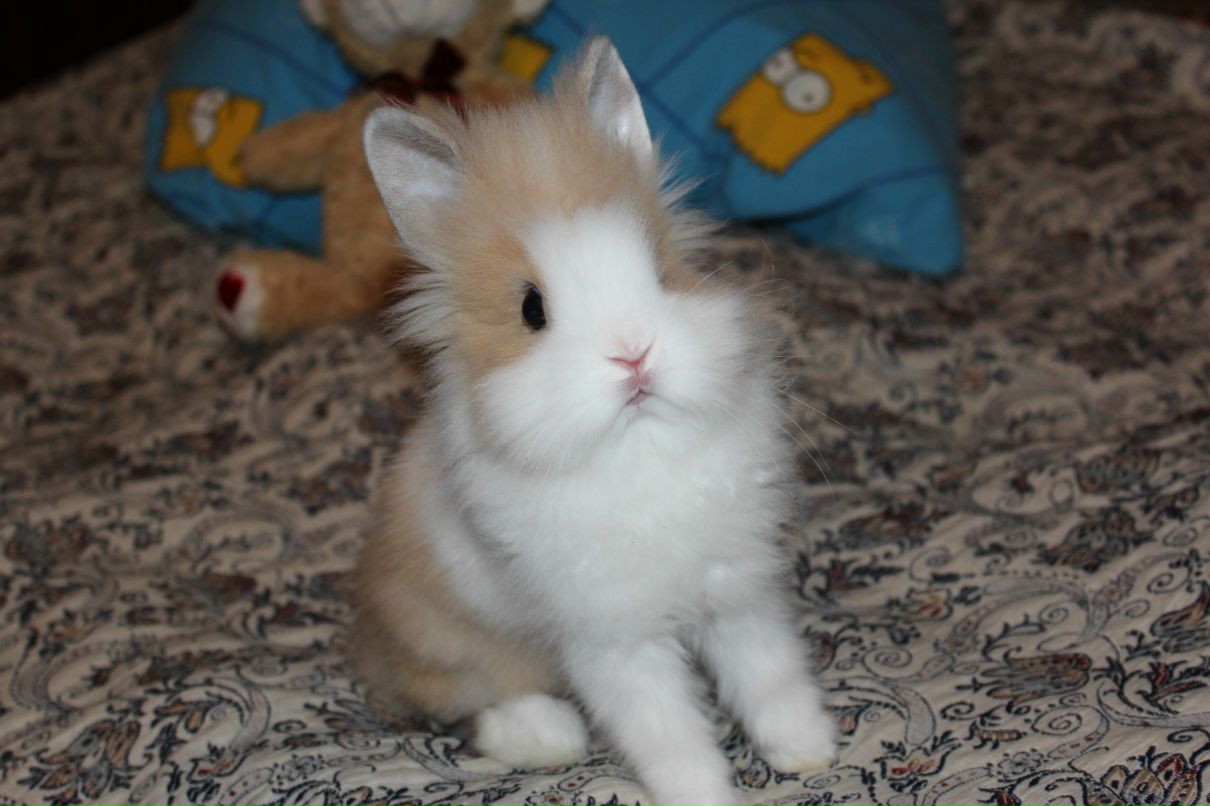 Світлана Чувілкіна | Оржица