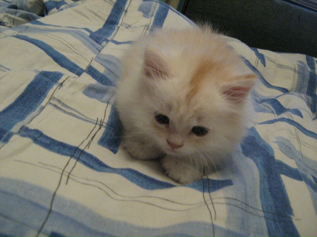 Антошка Хорохордин | Пушкино