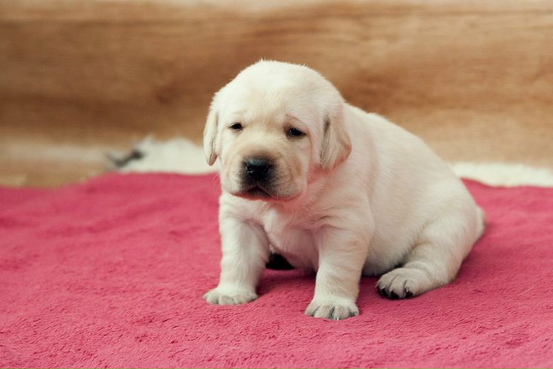 Катя Русь | Минск