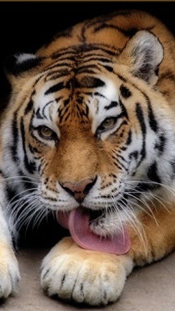 Вадім Балковий Миколайович | Каменец-Подольский