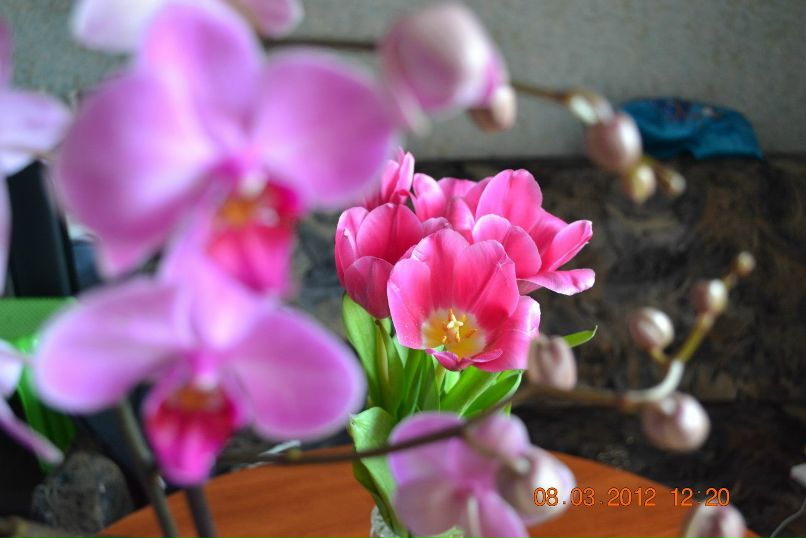 Виктория Бегаль | Киев