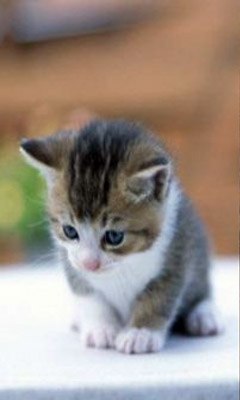 Виктория Шац | Москва