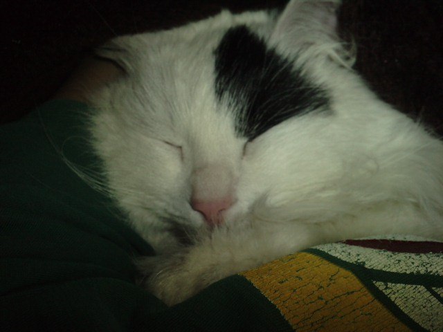 Юлія Дмитровська | Калуш