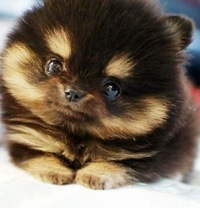 Елена Морозова