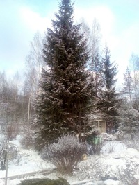 Владимир Лисовский