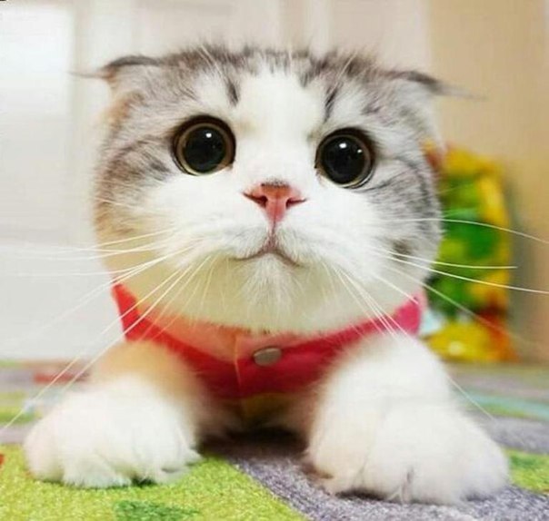 Лидия Есина, Россия, Самара