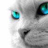 Аватар: Ангева Королева