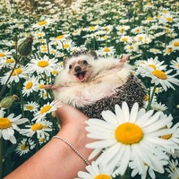 Любовь Полякова