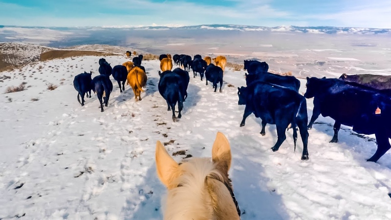 Cattle Drive Over Winter