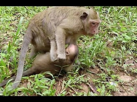 Pop eye mom monkey drug spoil monkey coz it screaming loudly so