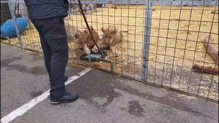 Львы не отдают свою кормушку. Красавцы тигры в Белгороде