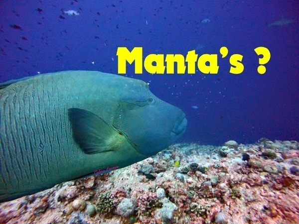 Manta