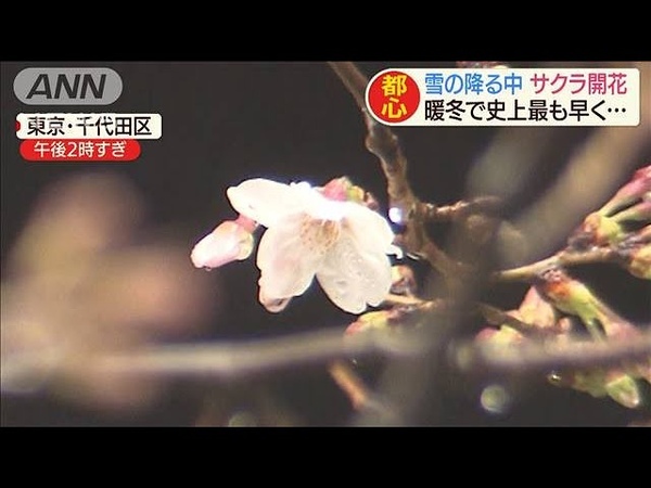 雪の降る中・・・都心でサクラ開花 暖冬で史上最も早く(200314)