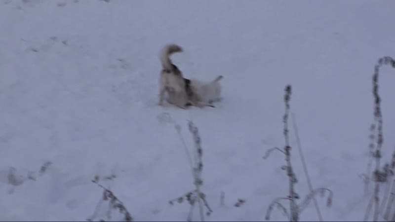 Лютик и Барби